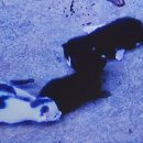 역전세탁소 이미지