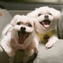 해피 펫 택시 이미지