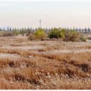 평택 원평나루 억새축제 이미지