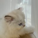 멍멍 앤 야옹 이미지