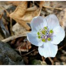 바람꽃공원 이미지