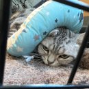 24시 와이즈 동물메디컬센터 이미지