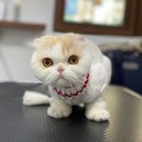 쥬디캣(Judy Cat) 이미지