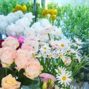 로즈 플라워(ROSE FLOWER) 이미지