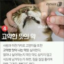 고양이가 정말 싫어하는 7가지 행동 이미지