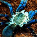 코발트블루 이미지