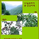 연두사과 이미지