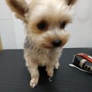 봄사랑동물병원 이미지