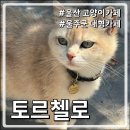 토르첼로 | [토르첼로] 울산 배내골 고양이카페 다녀온 후기