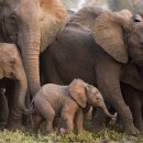 착한 코끼리네 이미지