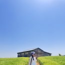 보령 나들이 2코스 | [5월 가볼만한곳] 인생샷 건지는 초록빛 천국🌱 보령 '천북청보리밭카페' 솔직 후기