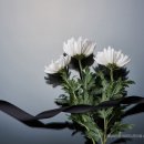 중앙장의사 이미지