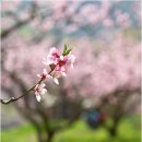 복사꽃피는마을 이미지