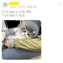 봄동살롱 | [봄동살롱] 집사님들의 교감미용후기(성북,수유,창동,도봉)!!