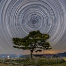 별과 소나무 이미지