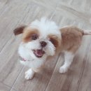 해피댕댕이 이미지