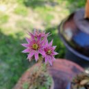 바위솔 꽃이 폈네요 이미지