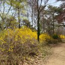 개나리길 이미지