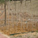 별망초등학교 앞 이미지