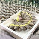 대신굴비수산