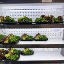 민들레식당 이미지