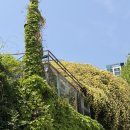 큐(Q) | 서울엔 없다… 지금 대구에서만 볼 수 있는 목향장미 폭발🌼 (4/27일 촬영)