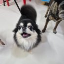 애견호텔 몽몽 이미지