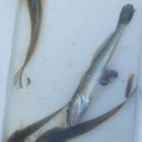 무지개펜션 이미지