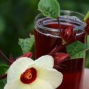 히비스커스(Hibiscus sabdariffa L.) 이미지