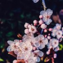 온천천시민공원 영산홍 이미지