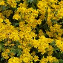 개물목장 이미지