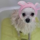 댕글멍글 이미지