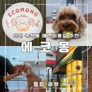 상아 애견미용용품 | 인천 논현동 애견미용 추천!! 논현동 에코몽 라피에스타점 반려견 미용 후기