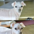 장수민물장어 이미지