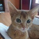 냥냥쌀롱 이미지