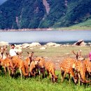 송원사슴 이미지