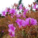 완도읍-12 이미지