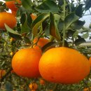 한밭농장 이미지