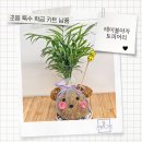 정성꽃원예 | 초등학교 특수학급 원예수업 토피어리 키트 납품 후기｜안양 과천 의왕 초등학교 체험활동