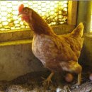 오마이갓돈 이미지