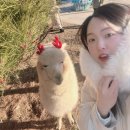 녹색목장 | [가평양떼목장] 가평 가볼만한곳 서울 근교 나들이 동물 체험부터 카페까지