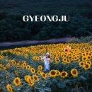 해바라기패션 | 경주 카페 바실라 해바라기 명소 7월 꽃구경 가볼만한곳