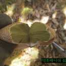 황토버섯 이미지