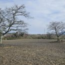 조천읍 와흘메밀마을 이미지