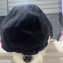 우신펫샵 | 10월 돌려놔