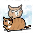 대구 고양이 미용 밀꼬냥 이미지