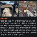 가치타개(타개) | 은평구 펫택시 가치타개, 불광->시흥, 대형견 장거리 이동, [호두네 아지트] 후기