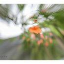 바람불어좋은날 이미지