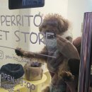 GS25청라베르디움 | 청라 프리미엄 애견 용품 편집샵 <페리토> 다녀온 후기