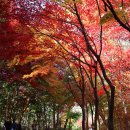 11월9일(월) 설악 한계산성 탐방길 대승폭포,필례약수.은비령 단풍 이미지
